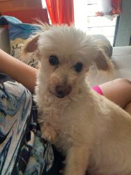 Lost Female Dog last seen Hacienda ojo zarco colonia oblatos , Guadalajara, Jal. 44700