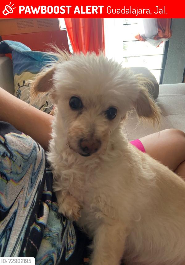 Lost Female Dog last seen Hacienda ojo zarco colonia oblatos , Guadalajara, Jal. 44700