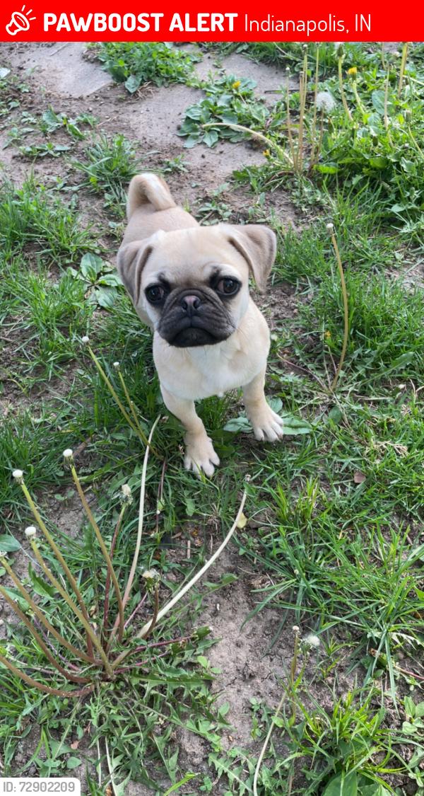Lost Male Dog last seen Near Execter, Indianapolis, IN 46222