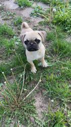 Lost Male Dog last seen Near Execter, Indianapolis, IN 46222