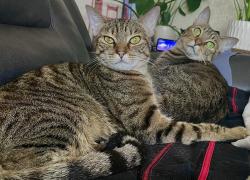 Reunited Female Cat last seen 17th and Capitola, Santa Cruz, CA 95062