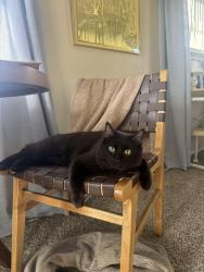 Reunited Male Cat last seen Plumas And Moana, Reno, NV 89509