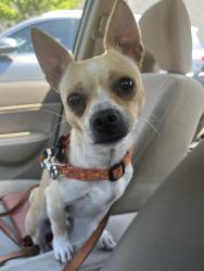 Reunited Male Dog last seen Airport Shuttle, Javahutt, Petaluma, CA 94952