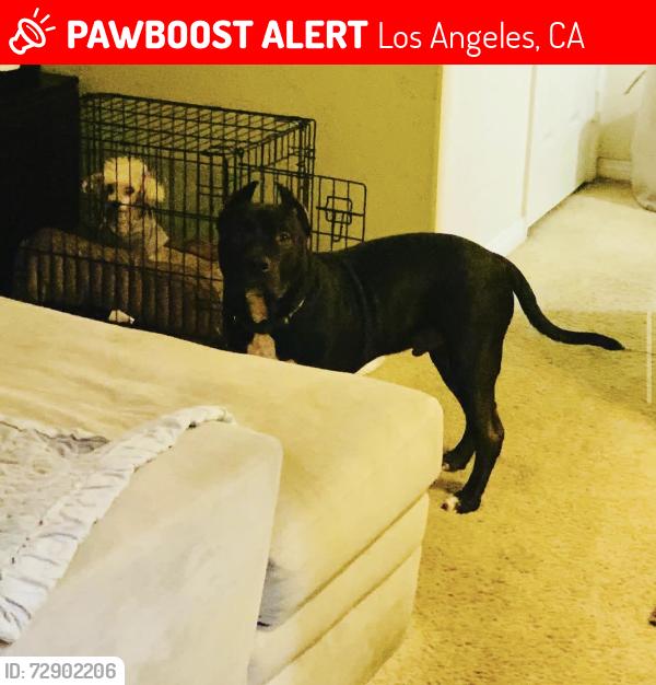 Lost Male Dog last seen Melrose Ave and normandie, Los Angeles, CA 90005