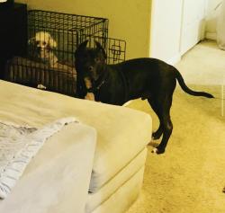 Lost Male Dog last seen Melrose Ave and normandie, Los Angeles, CA 90005