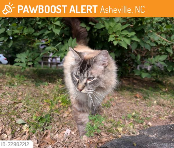 Found/Stray Unknown Cat last seen Montford Park, Asheville, NC 28801