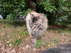 Found/Stray Unknown Cat last seen Montford Park, Asheville, NC 28801