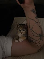 Lost Female Cat last seen Right off of Roosevelt (street) where the hses on the left of Remington (street) is located , Irvine, CA 92620