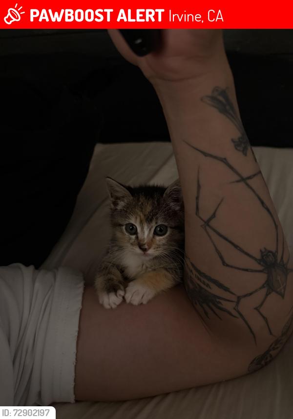 Lost Female Cat last seen Right off of Roosevelt (street) where the hses on the left of Remington (street) is located , Irvine, CA 92620