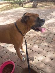 Found/Stray Male Dog last seen McKellip & Horne, NW Mesa, Mesa, AZ 85203
