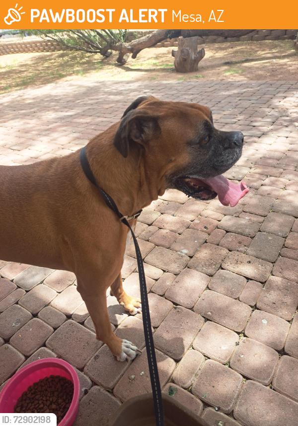Found/Stray Male Dog last seen McKellip & Horne, NW Mesa, Mesa, AZ 85203