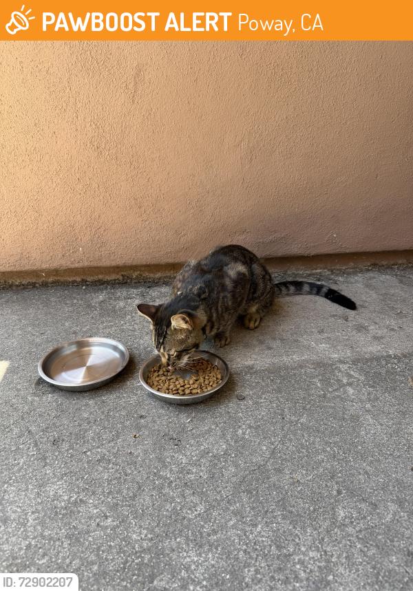 Found/Stray Unknown Cat last seen Maryearl Ln & Brian Park Ln, Poway, Poway, CA 92064