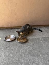 Found/Stray Unknown Cat last seen Maryearl Ln & Brian Park Ln, Poway, Poway, CA 92064