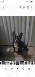 Lost Male Dog last seen Near legend st springhill fl 34609, Spring Hill, FL 34609