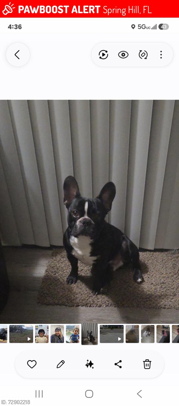Lost Male Dog last seen Near legend st springhill fl 34609, Spring Hill, FL 34609