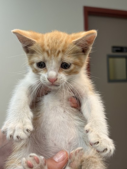 Shelter Stray Male Cat last seen Memphis, TN , Bartlett, TN 38134