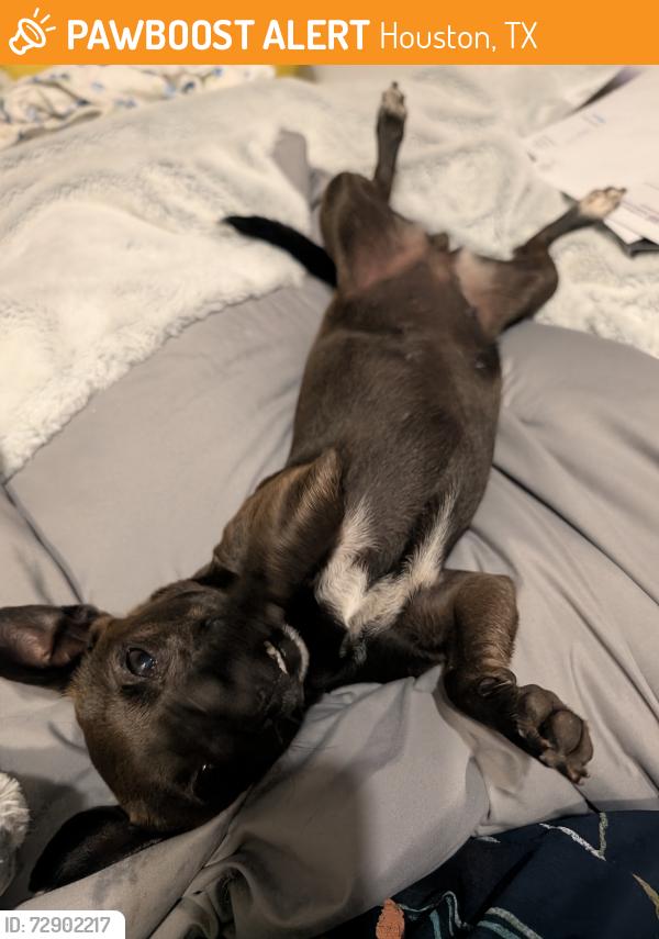 Found/Stray Female Dog last seen Beawood and Rustling leaveS, Houston, TX 77083