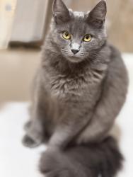 Lost Female Cat last seen Near prune street, Hollister, CA 95023