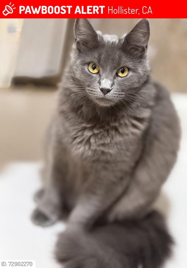 Lost Female Cat last seen Near prune street, Hollister, CA 95023