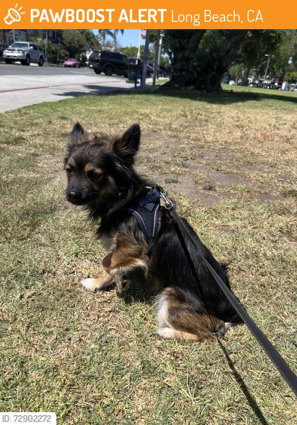 Found/Stray Unknown Dog last seen Hermosa and ocean , Long Beach, CA 90802
