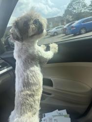 Found/Stray Unknown Dog last seen Stimmel road, Franklin manor apmts , Columbus, OH 43223