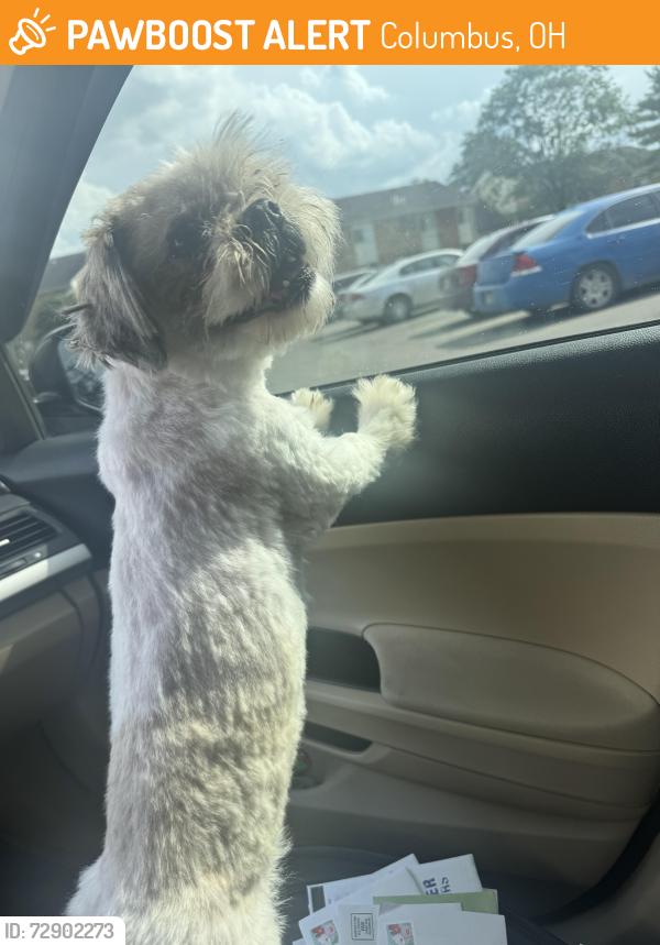 Found/Stray Unknown Dog last seen Stimmel road, Franklin manor apmts, Columbus, OH 43223