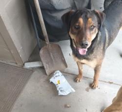 Reunited Male Dog last seen Glenway, Fruitland, ID 97914