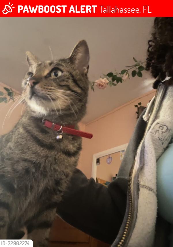 Lost Male Cat last seen Stoneler Park, Tallahassee, FL 32303