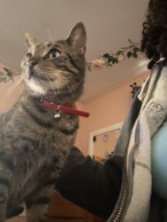 Lost Male Cat last seen Stoneler Park, Tallahassee, FL 32303
