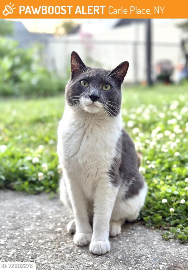 Found/Stray Unknown Cat last seen Broadway, Carle Place, NY 11514