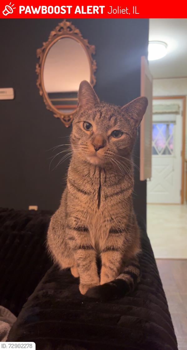 Lost Male Cat last seen Near Breen Street, Joliet, IL, USA, Joliet, IL 60436