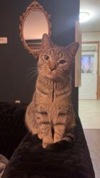 Lost Male Cat last seen Near Breen Street, Joliet, IL, USA, Joliet, IL 60436