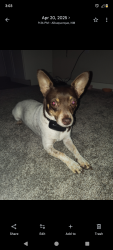 Reunited Female Dog last seen Near Pennsylvania St SE, Albuquerque, NM 87108, Albuquerque, NM 87108