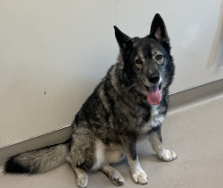 Shelter Stray Male Dog last seen Near Greenfield Drive, El Cajon, CA, 92020, El Cajon, CA 92020