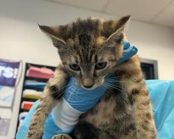 Shelter Stray Female Cat last seen Near Davidson Avenue, BRONX, NY, 10453, New York, NY 10029