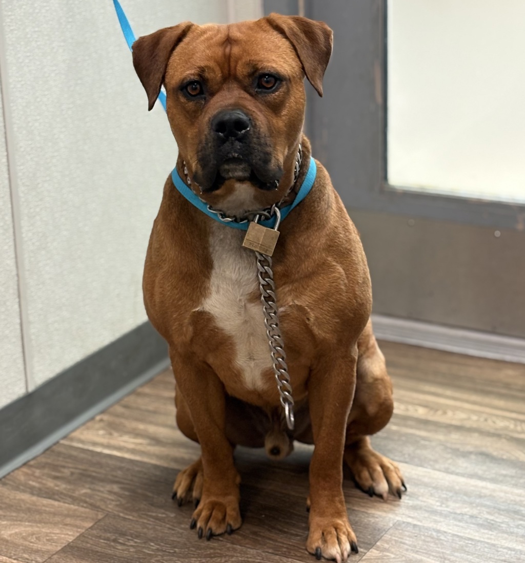 Shelter Stray Male Dog last seen Near Welch Road, San Diego, CA, 92134, San Diego, CA 92110