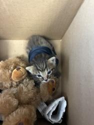 Shelter Stray Female Cat last seen Near W Patricia Avenue, Magna Township, UT, 84044, Taylorsville, UT 84123