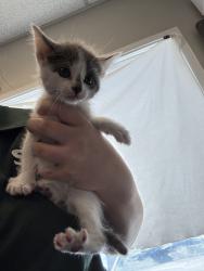 Shelter Stray Female Cat last seen Near S Kenwood Street, SALT LAKE CITY, UT, 84106, Taylorsville, UT 84123