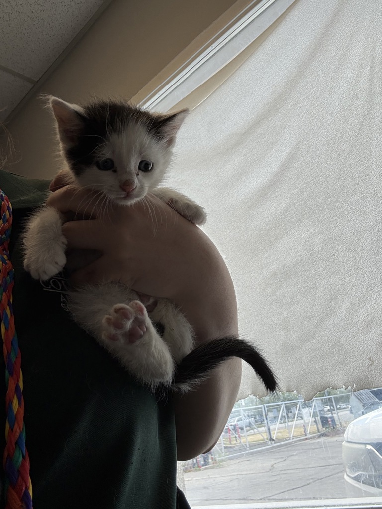 Shelter Stray Male Cat last seen Near S Kenwood Street, SALT LAKE CITY, UT, 84106, Taylorsville, UT 84123