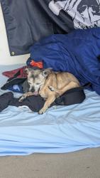 Lost Female Dog last seen Irwindale park, Irwindale, CA 91706
