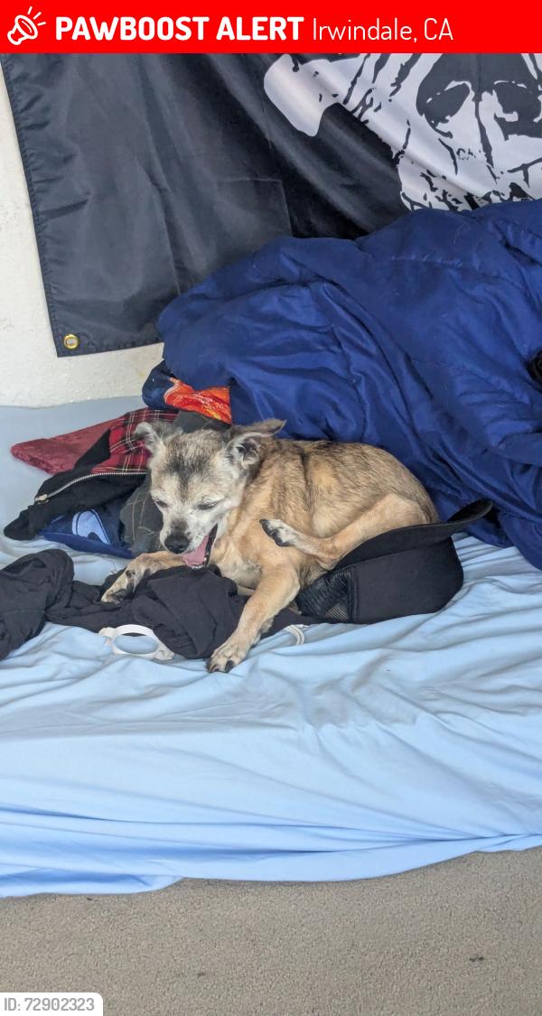 Lost Female Dog last seen Irwindale park, Irwindale, CA 91706