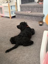 Lost Male Dog last seen Near n pennewell dr, Wilmington, DE 19809