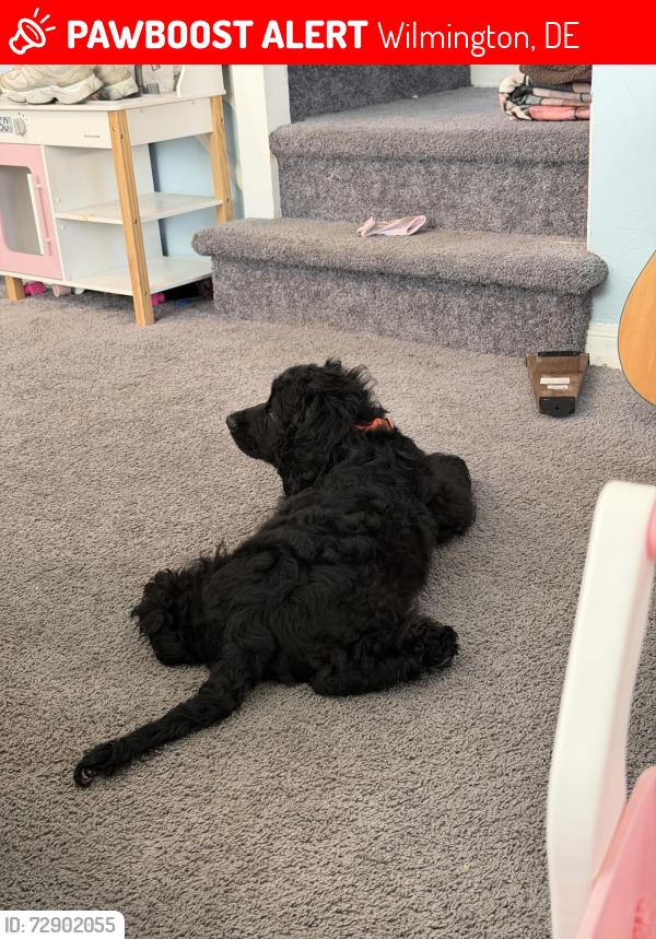 Lost Male Dog last seen Near n pennewell dr, Wilmington, DE 19809