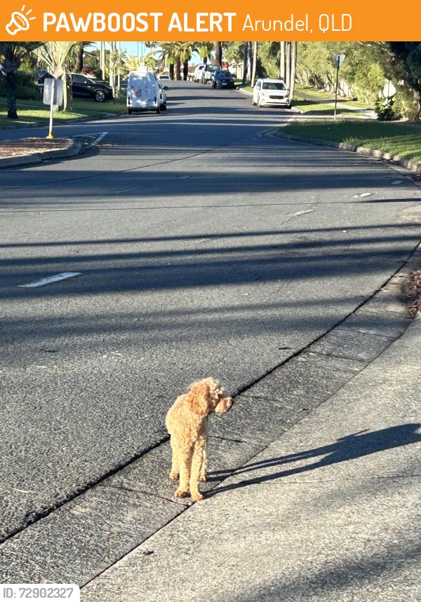 Found/Stray Unknown Dog last seen Marble arch place, Arundel, QLD 
