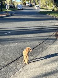 Found/Stray Unknown Dog last seen Marble arch place, Arundel, QLD 