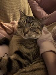 Reunited Male Cat last seen Silver Tip and Towerstone, Spring, TX 77379