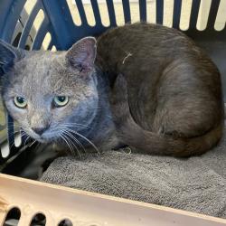 Shelter Stray Male Cat last seen , Memphis, TN 38133