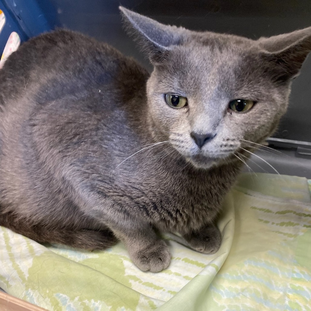 Shelter Stray Female Cat last seen , Memphis, TN 38133