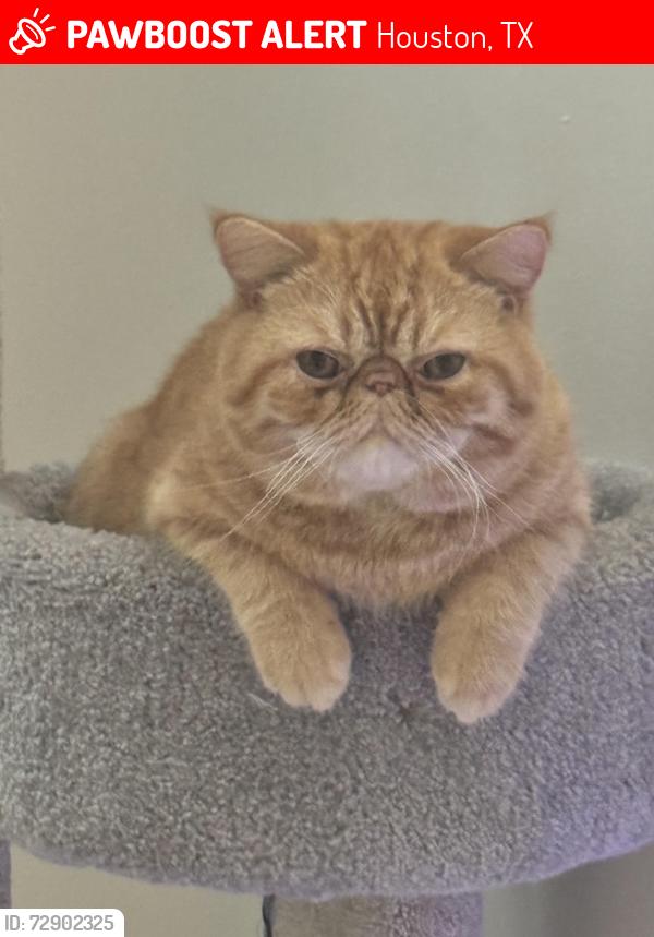 Lost Male Cat last seen Champion forest and 1960, Houston, TX 77066