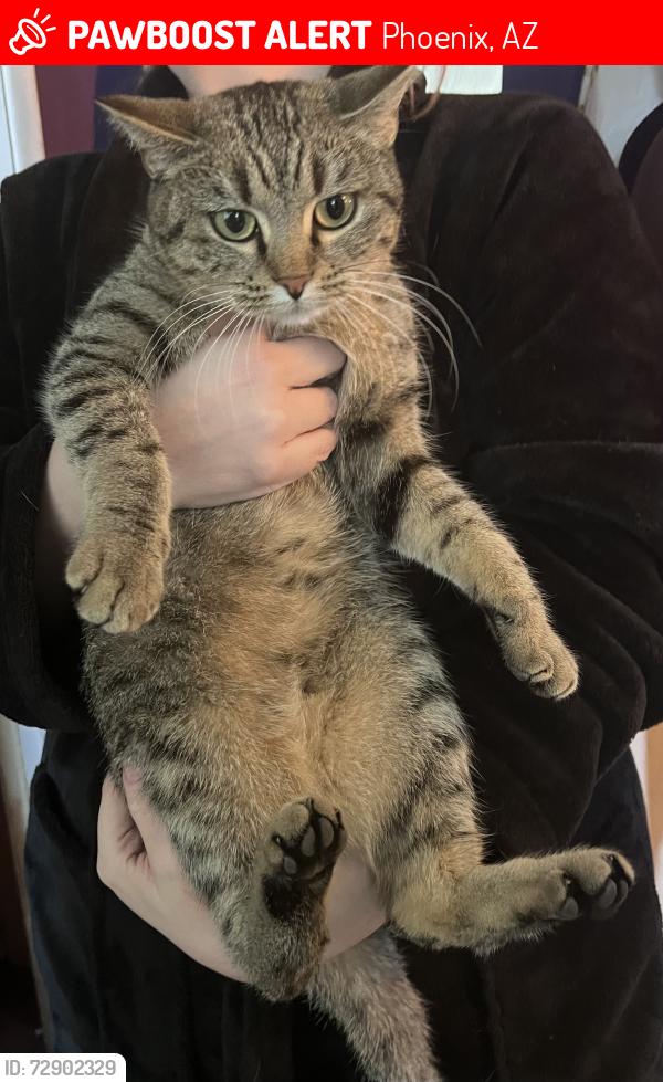 Lost Female Cat last seen 49th St. and Culver, Phoenix, AZ 85008